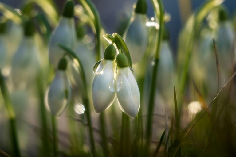 Image of snow drops by pascal debrunner