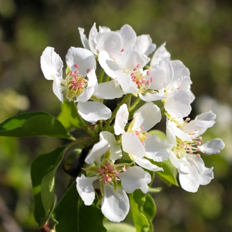 soft white flower blossoms in the sun against a green foliage background