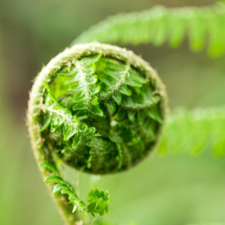 Fern growing
